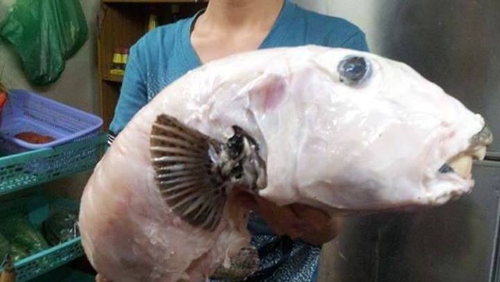[-]Cá[-]mặt[-]thỏ[-]là[-]cá[-]gì?